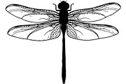 Dragonfly Silhouette, an Object Graphic by Designer_Momina (Thumbnail 11 of 20)