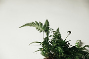Plants & Roots Photo Pack, a Nature Photo by Matt Jones (Thumbnail 5 of 5)