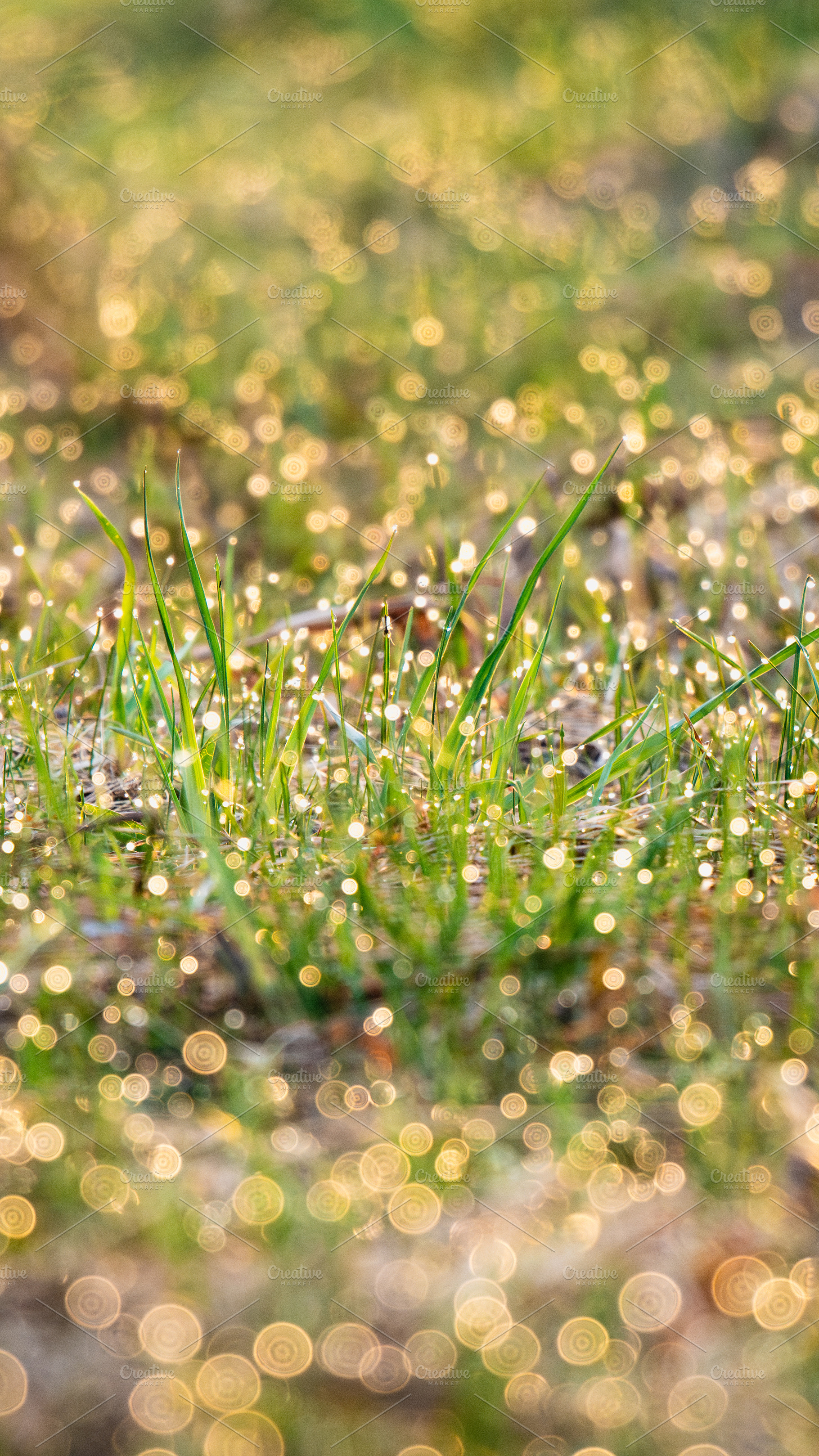 Macro dew drops on green grass bokeh, a Background Photo by Fascinadora