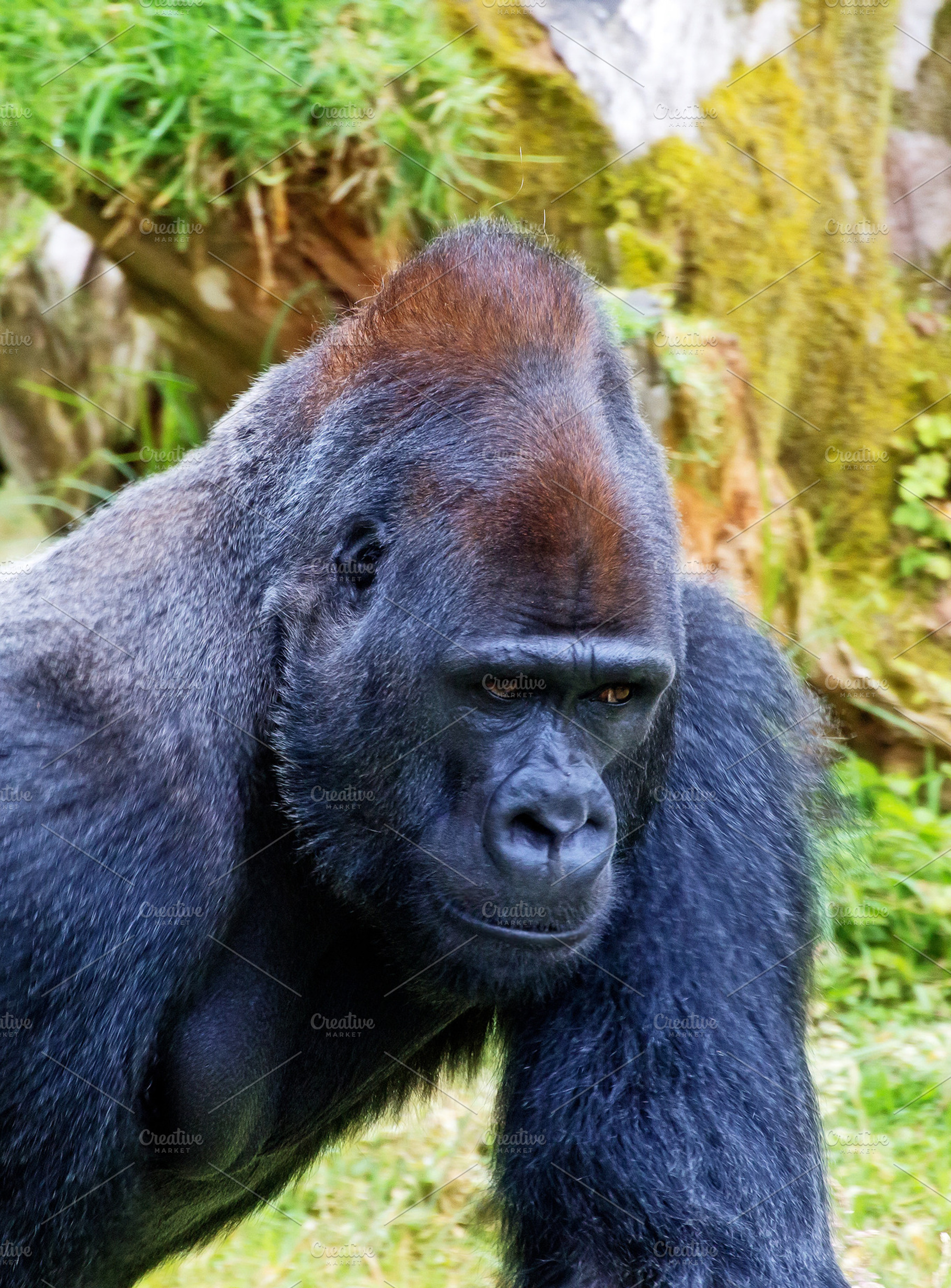 Big Gorilla