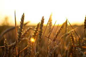 gold sunset