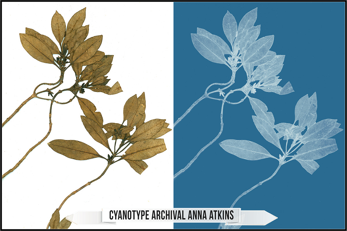 Authentic Cyanotype LUTs, a Plug-in Add-On by Raztrend (Photo 4 of 32)