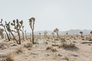 Wide Joshua Tree Landscape