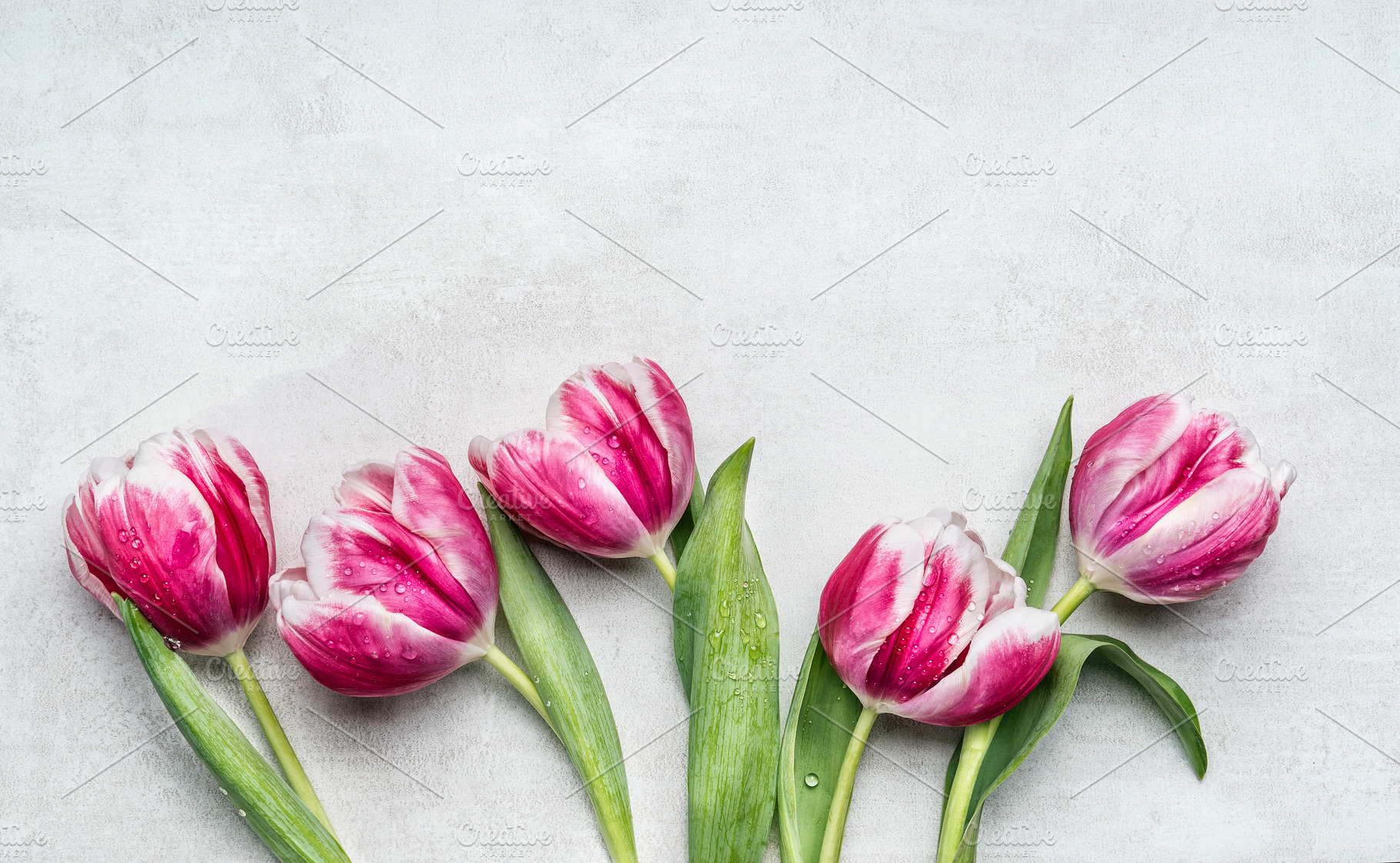 Rosa white tulips, floral border, an Abstract Photo by VICUSCHKA