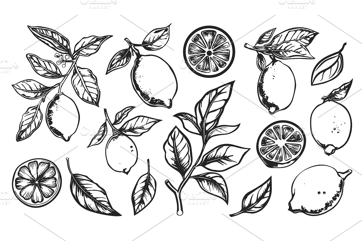 Lemon black and white doodle clipart, a Food Illustration by Valerie Bodnar