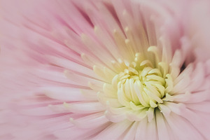 01 Pink Chrysanthemum Macro