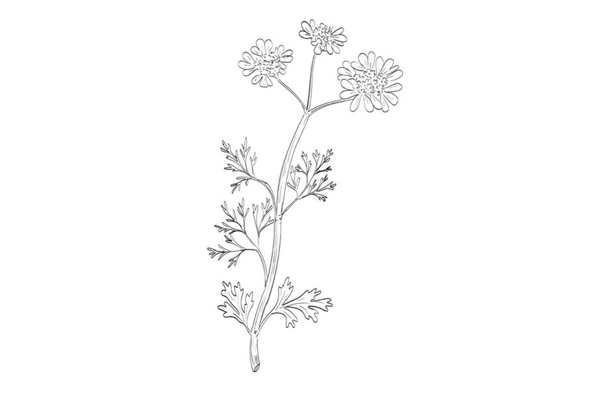 Coriander Cilantro Dhania Drawing, an Illustration by patrimonio ...