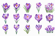 Watercolor Crocuses Clipart, an Illustration by Libby Wishes (Thumbnail 2 of 7)
