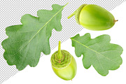 Oak tree leaves and acorns, an Object Graphic by Fruits+Veggies (Thumbnail 7 of 11)