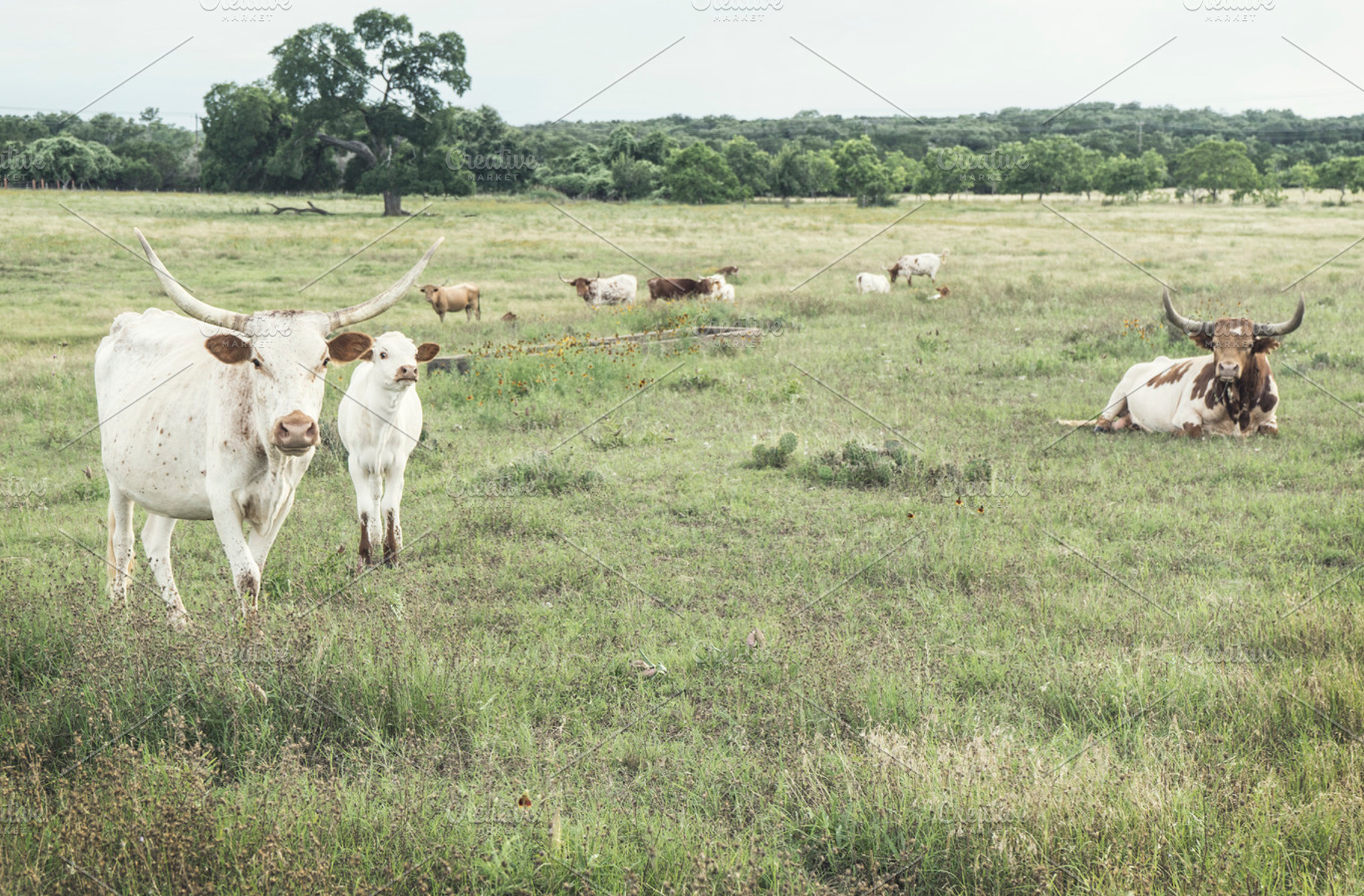 Longhorn with Calf, an Animal Photo by Crux Creative