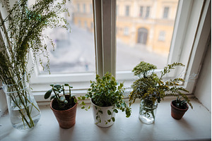 Potted plants and flowers on a, a Nature Photo by HalfPoint
