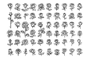 Hand-Drawn Rose Flowers. Set Of