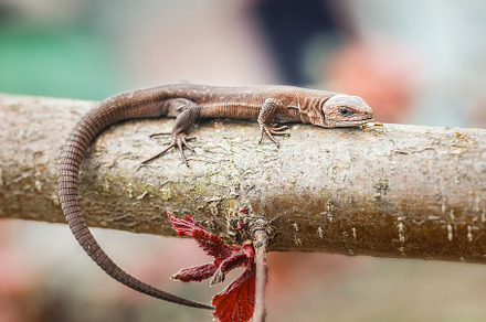lizard on the grass.