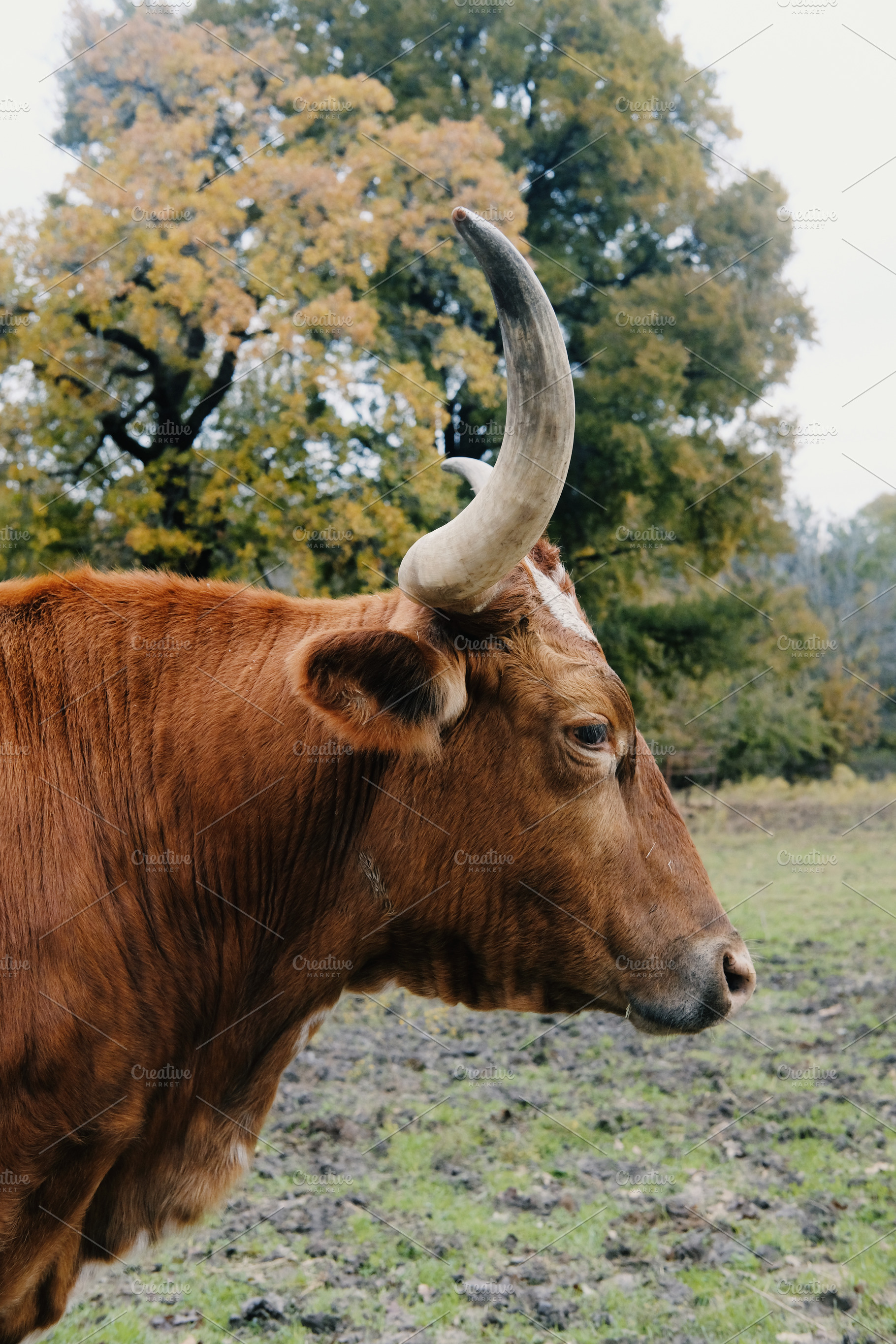 Texas Longhorn cow close up, a Photo by ccestep8