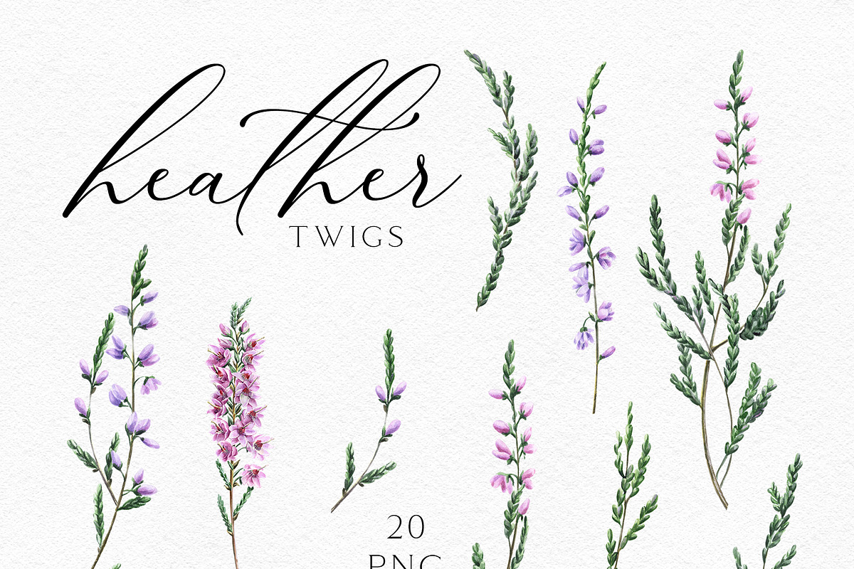 Watercolor Heather illustrations, an Illustration by Olga Koelsch (Photo 12 of 13)