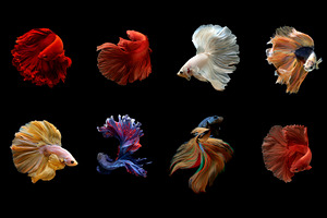 Siamese betta fish stock photo containing betta fish and betta