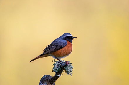 Male Redstart perched in dawn light., an Animal Photo by CreativePhotoSpain