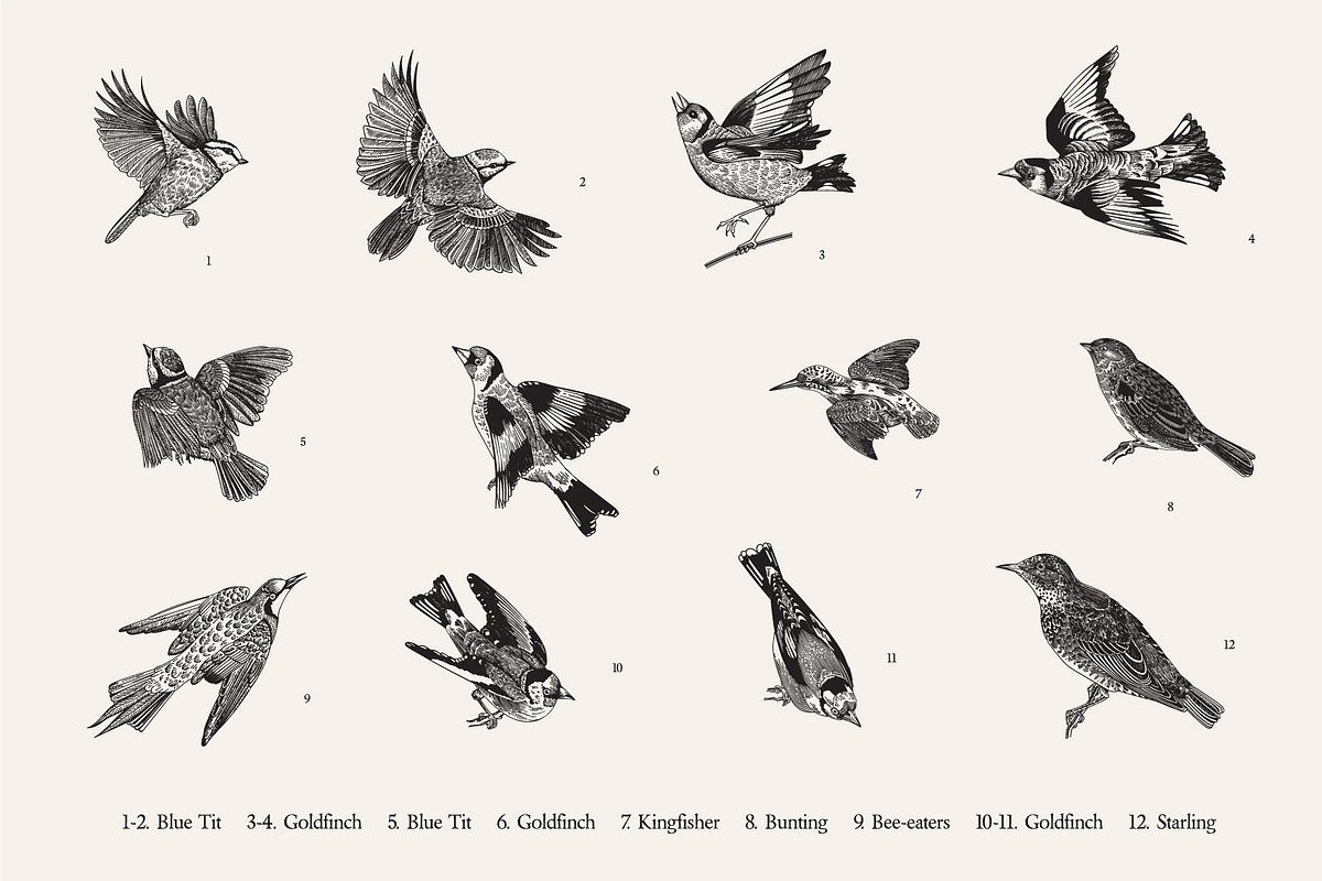 Garden Birds. Black & white, an Animal Illustration by olga.korneeva (Photo 4 of 7)