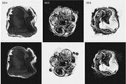 SPACE SPECIMENS retro abstract blobs, an Object Graphic by Amy Louise Baker (Thumbnail 8 of 15)