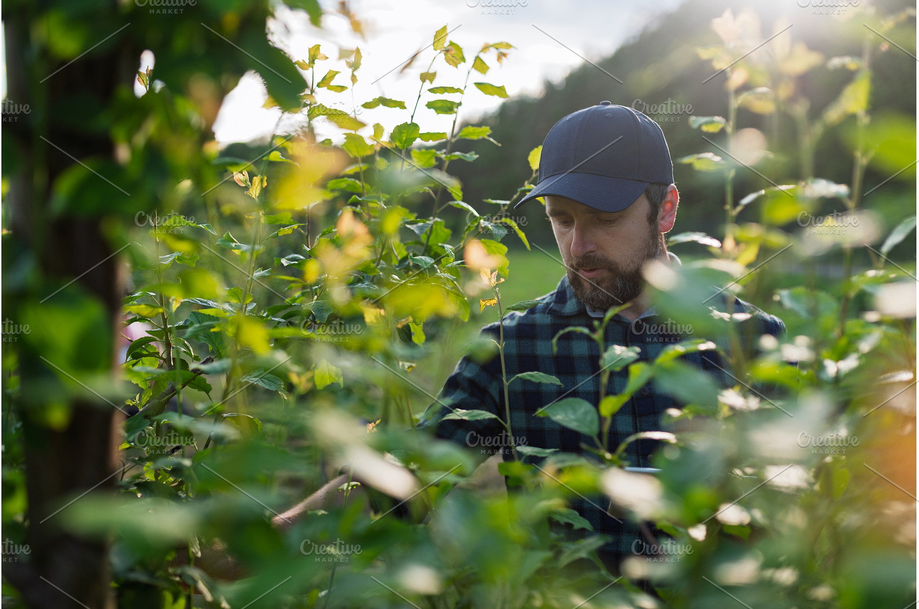 Farmer working in orchard inspecting, a Person Photo by HalfPoint