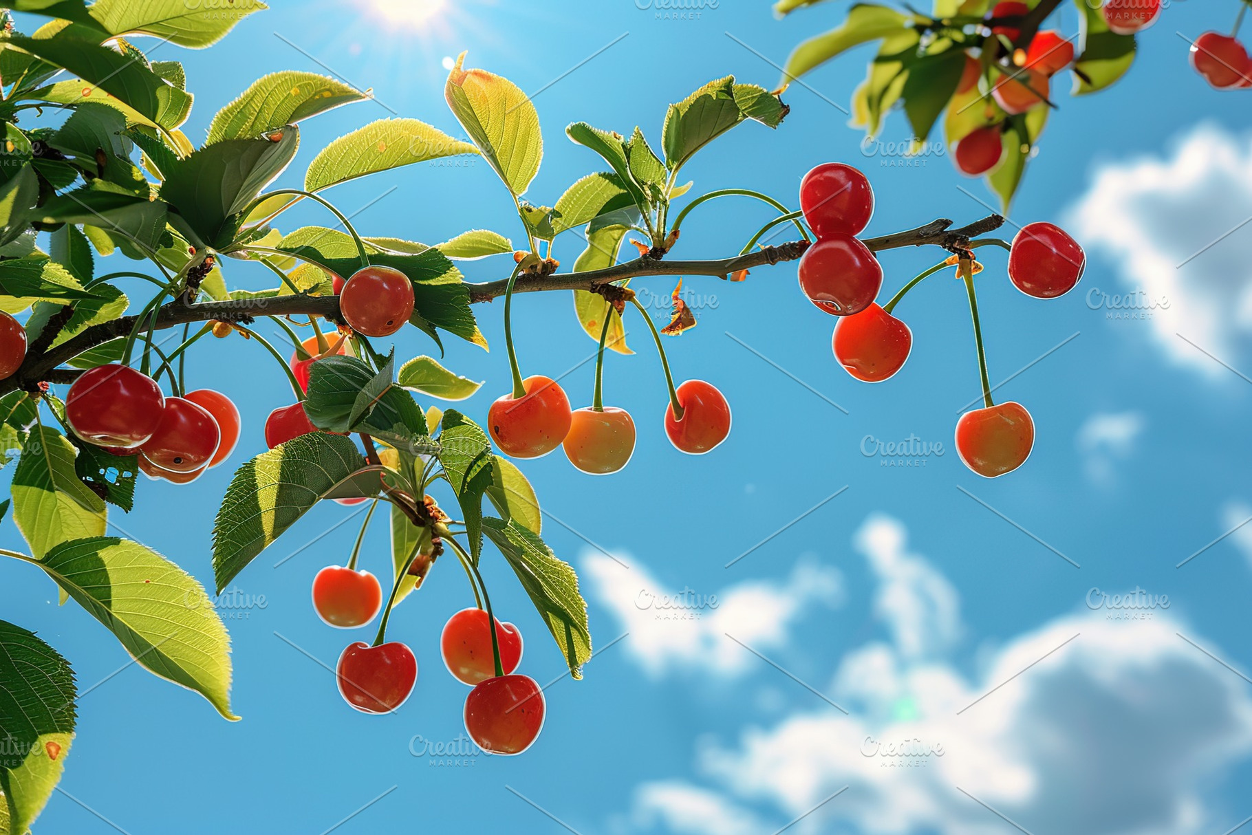 Fresh cherries hanging on tree branch on blue sky background, a Nature Photo by AlyaAnd