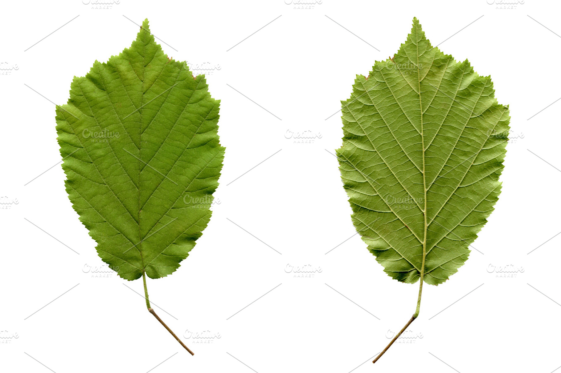 Hazelnut Leaf