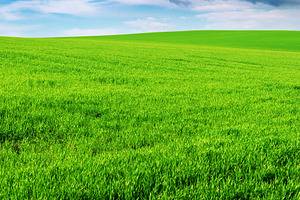 meadow
