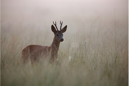 Roe Deer Buck Walking in Misty
