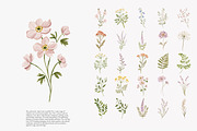 a wildflower meadow clipart set, a Decorative Illustration by Patishop Art (Thumbnail 8 of 12)