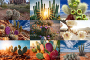105 Desert Cactus Stock Photos, a Nature Photo by Incomelion (Thumbnail 15 of 16)