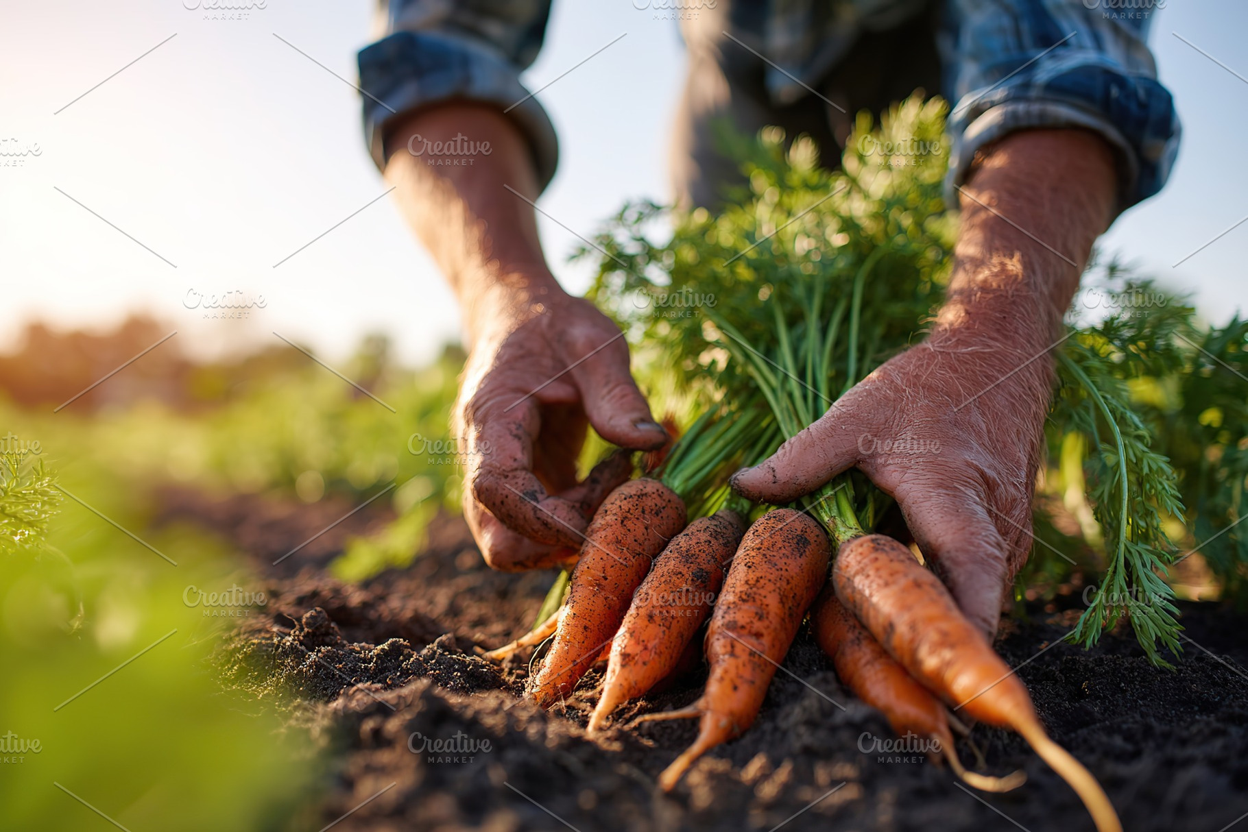 Harvesting fresh organic carrots in the sunlit fields of a farm during autumn s, a Photo by AlyaAnd