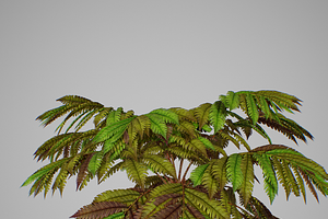 Alsophila Fern Old