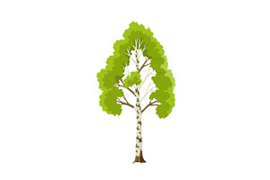 Kind of tree icon, birch, an Object Illustration by Things for designers