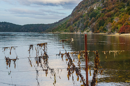 Rocky shore, tierra del fuego park, argentina, a Nature Photo by DanFLCreativo