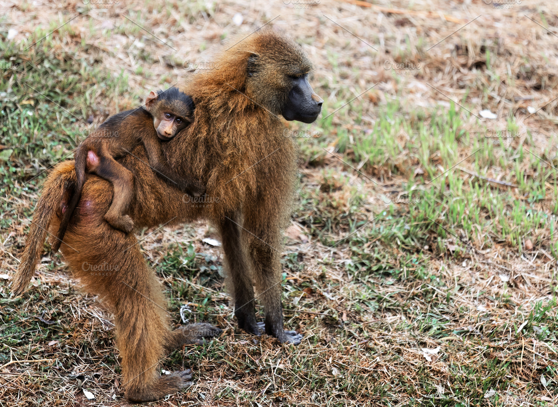 Baby monkey hugging its mother, an Animal Photo by Perpis