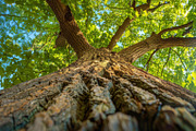 98 Trees view from below, a Nature Photo by Handmadefont (Thumbnail 16 of 98)