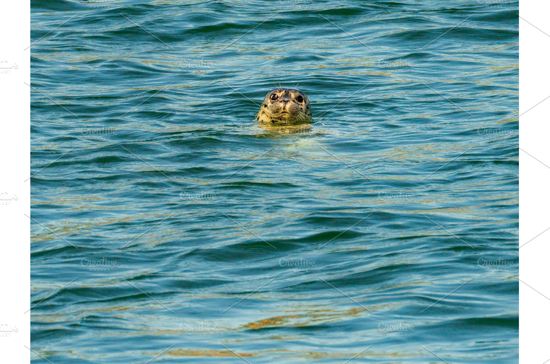 Small harbor seal in waters off, a Nature Photo by Backyard Stock