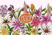 Lily Clipart PNGs, Spring Lilies, a Decorative Illustration by SLS Lines (Thumbnail 2 of 6)
