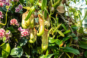Nepenthes carnivorous plant in Singapore Botanic Gardens