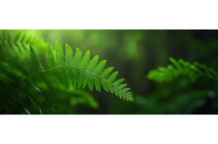 Lush Green Ferns Capturing Sunlight, a Nature Photo by BazziBa♥