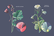 Vintage Flower Illustrations Bundle, an Illustration by Greta Ivy (Thumbnail 32 of 62)