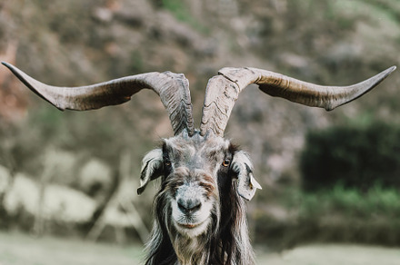 portrait of a goat with big horns, an Animal Photo by Perpis