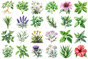 Watercolor Medicinal Herbs Clipart, an Illustration by Black Bird Studio (Thumbnail 2 of 5)