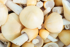 Orange grisette mushroom (Amanita cr, a Food & Drink Photo by AlexBush