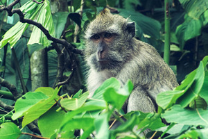 Monkey On a Tree