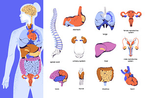 Human body anatomy, internal organs, a Healthcare Illustration by PaperTrident