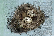 Quail's Nest - Blue Edition, a Decorative Illustration by Digital Art Downloads (Thumbnail 1 of 3)