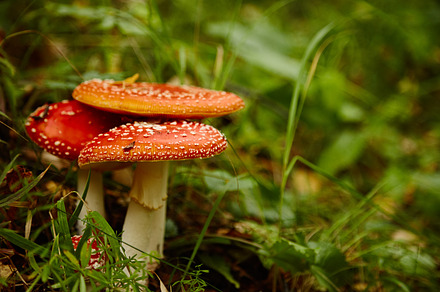 Amanita muscaria red flyagaric containing amanita, muscaria, and fungi