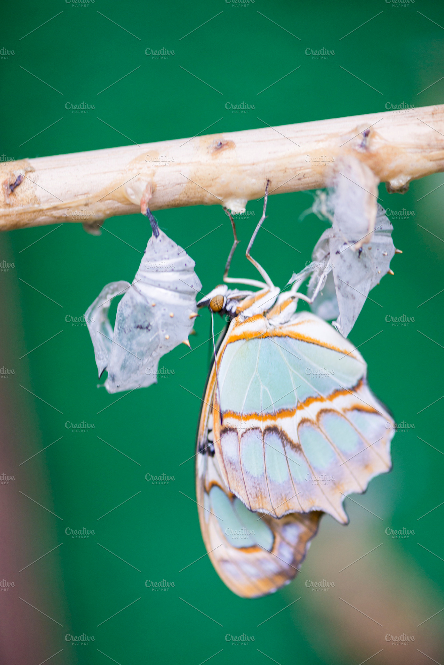 Birth of a butterfly featuring pupae, butterfly, and chrysalis, an Animal Photo by Arnaufoto