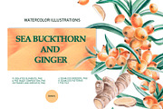 Sea Buckthorn and Ginger, a Food Illustration by SvetLana (Thumbnail 1 of 12)